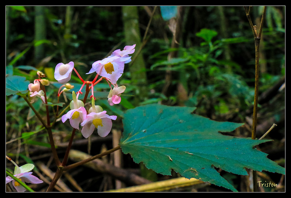 IMG_8355.jpg - 20150926 大凍山切霹靂山 抵龍雲山莊