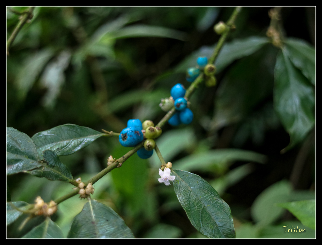 IMG_0565.jpg - 20151107 富士坪古道