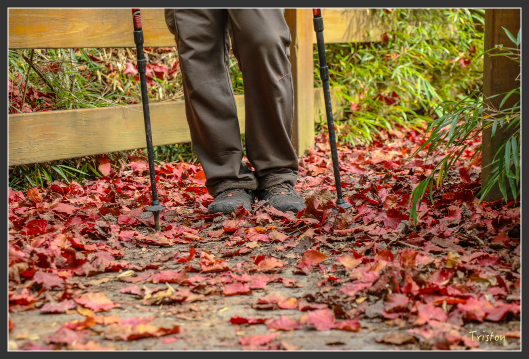 IMG_1113.jpg - 20151219 鳶嘴稍來山、小雪山林道