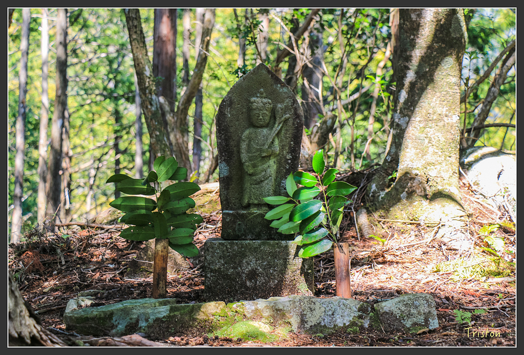 IMG_4794.jpg - 20160323 日本熊野古道健行