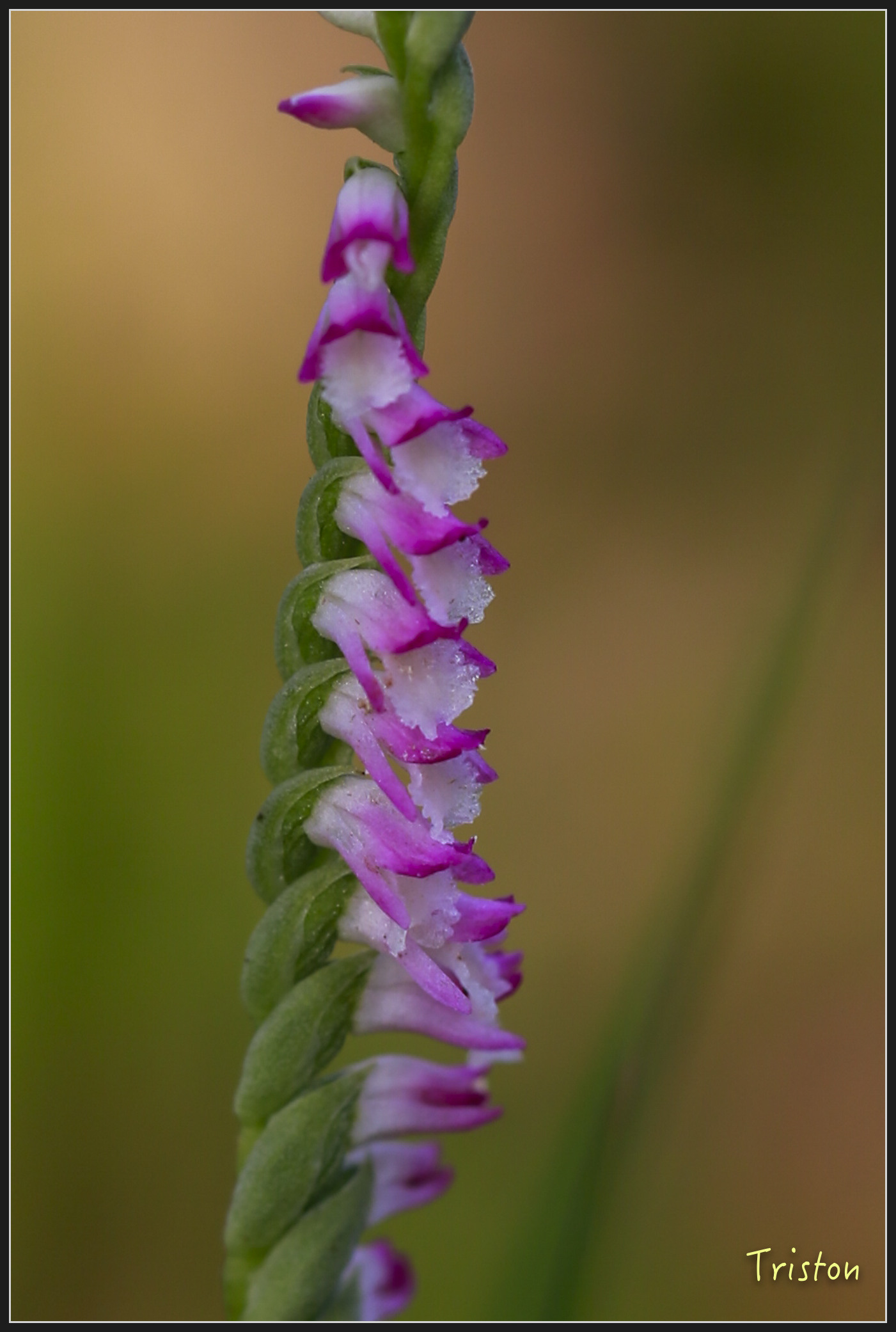 _h1a2085_25968491677_x.jpg - 20180316 巴克禮公園 綬草