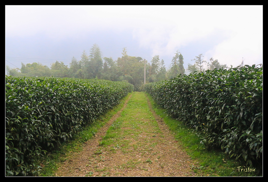 IMG_8364.jpg - 20150926 大凍山切霹靂山 抵龍雲山莊