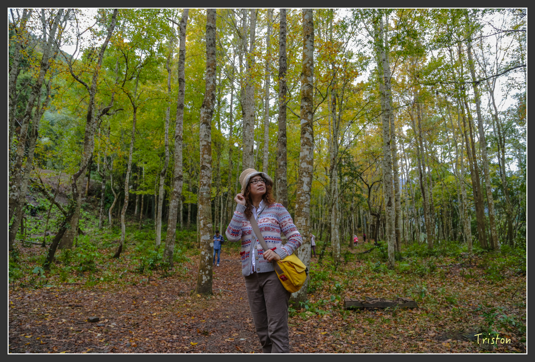 JH1A1192.jpg - 20151221 新竹秀巒賞楓