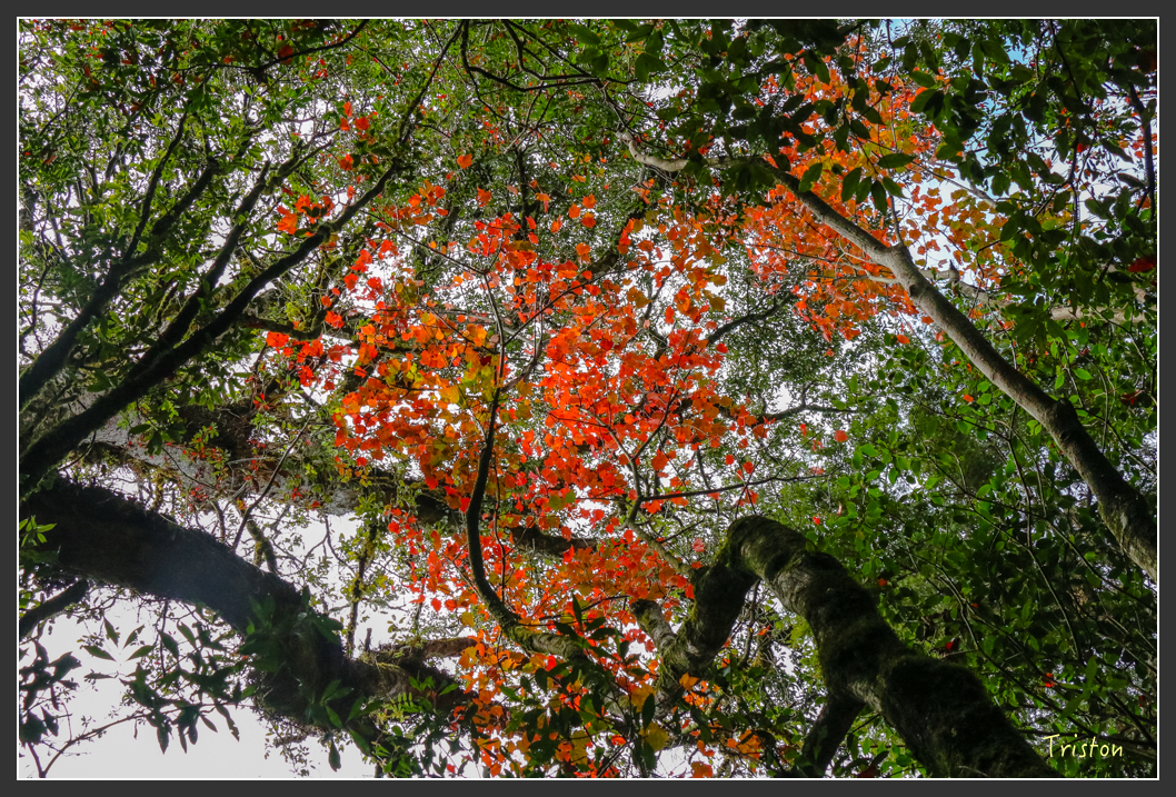 IMG_1119.jpg - 20151219 鳶嘴稍來山、小雪山林道