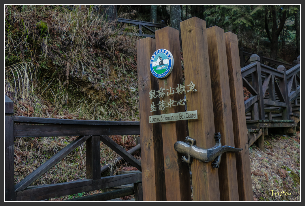 IMG_3333.jpg - 20160227 觀霧森林步道