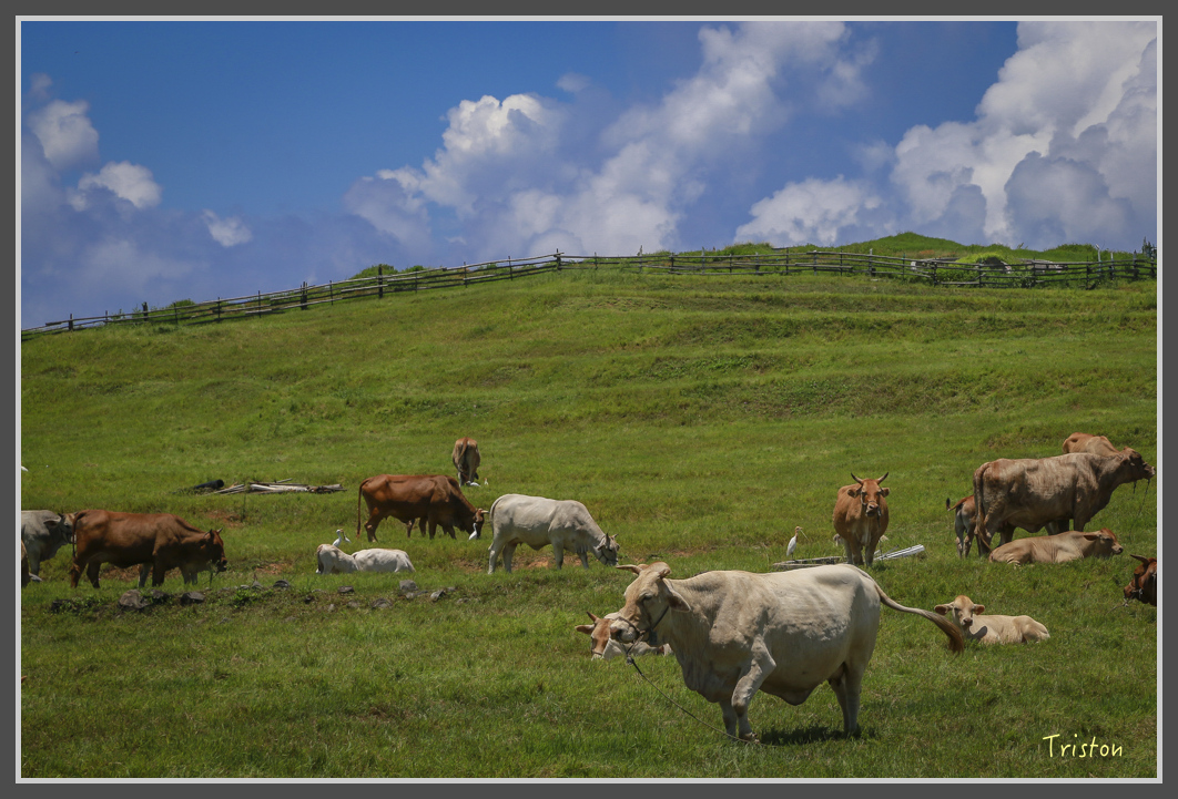 JH1A1460.jpg - 20160701 澎湖