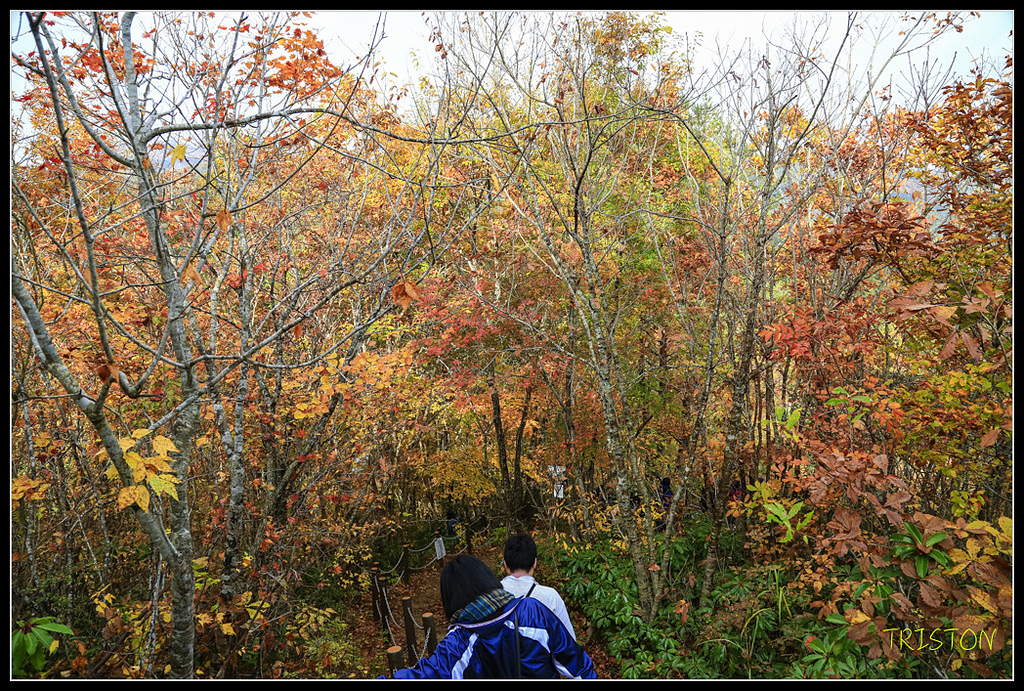 _H1A0586.jpg - 20171103 日本只見線、會津若松五色沼、昭和記念公園賞紅葉
