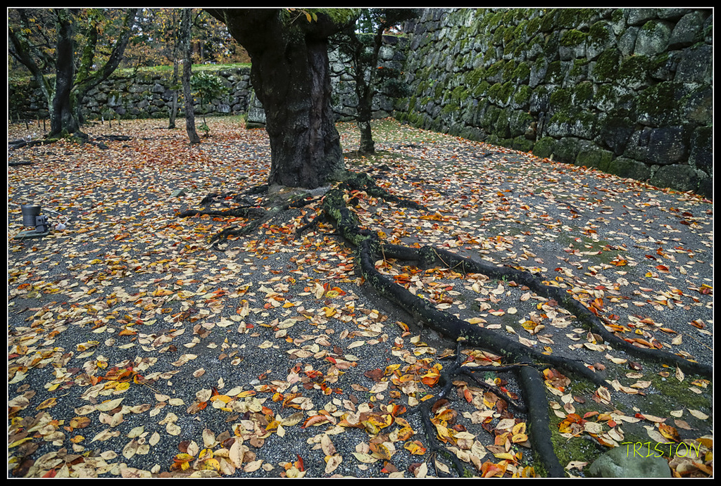 _H1A1003.jpg - 20171103 日本只見線、會津若松五色沼、昭和記念公園賞紅葉