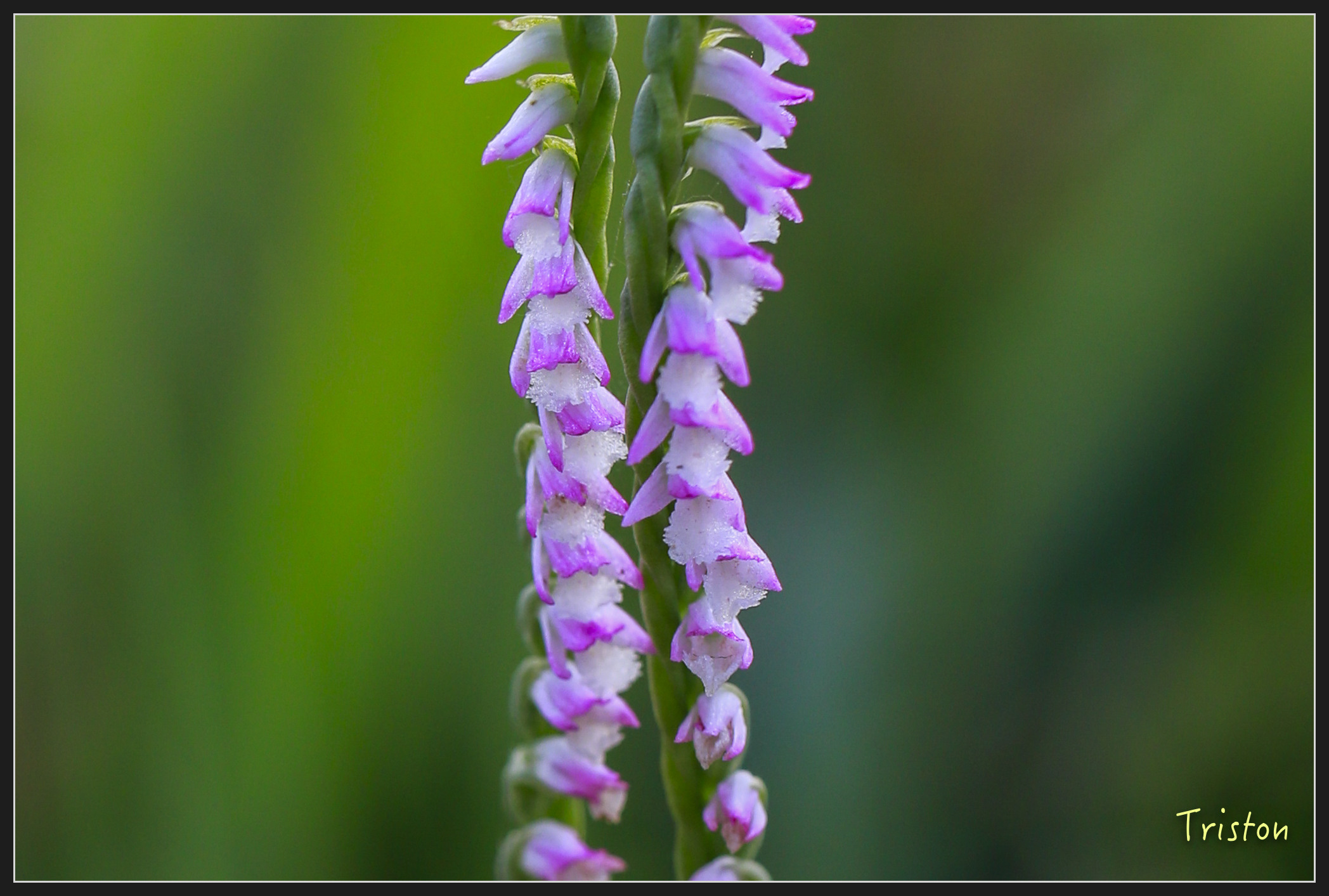 _h1a2188_40839932731_x.jpg - 20180316 巴克禮公園 綬草