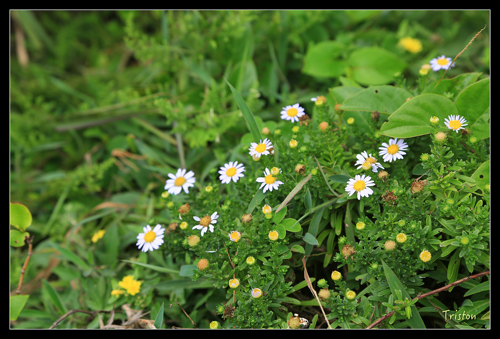 JH1A8682.jpg - 20150814 馬祖之旅