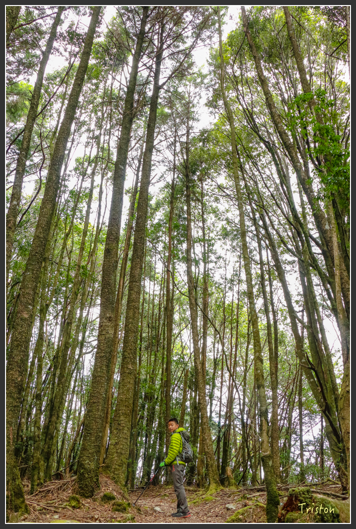 IMG_1124.jpg - 20151219 鳶嘴稍來山、小雪山林道