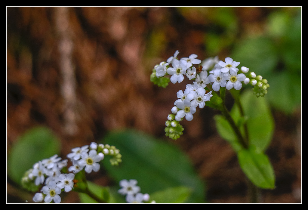 _MG_0087.jpg - 20170408 瑞太古道
