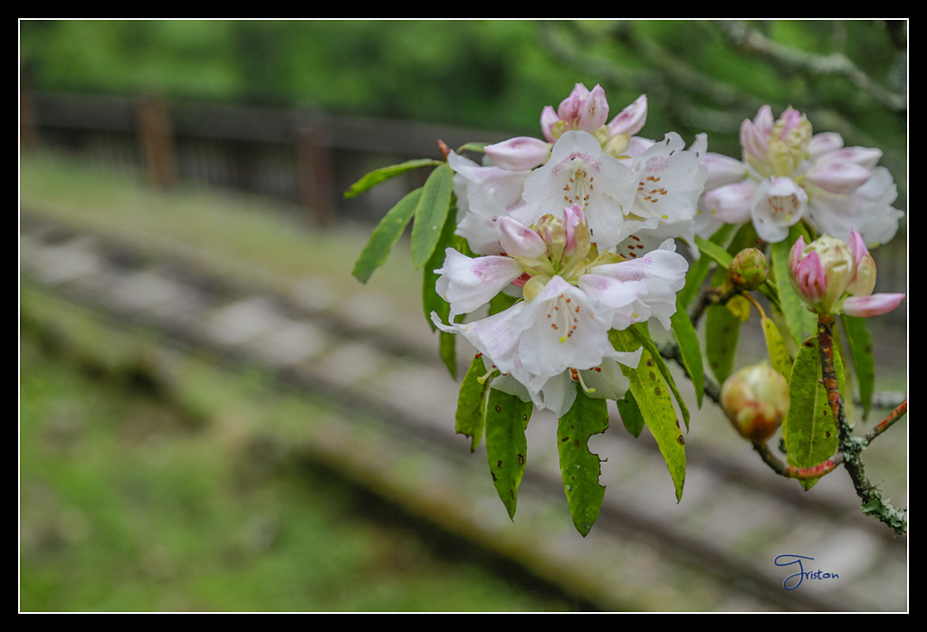 _H1A3681.jpg - 20170425 阿里山+圓潭螢火蟲