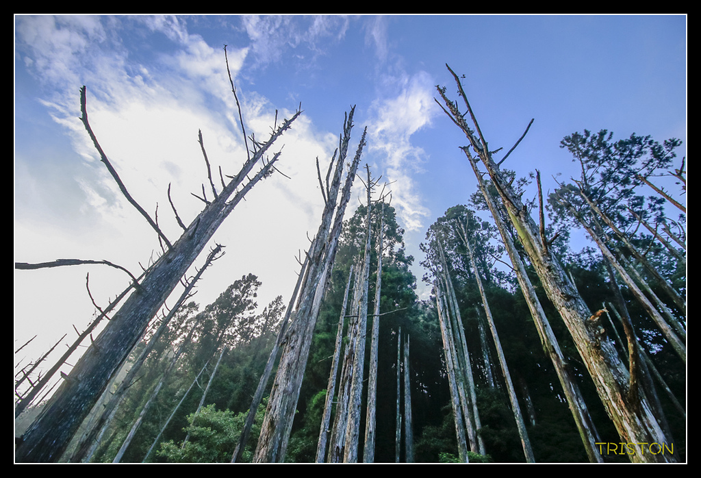 _MG_0153.jpg - 20170723 水漾森林