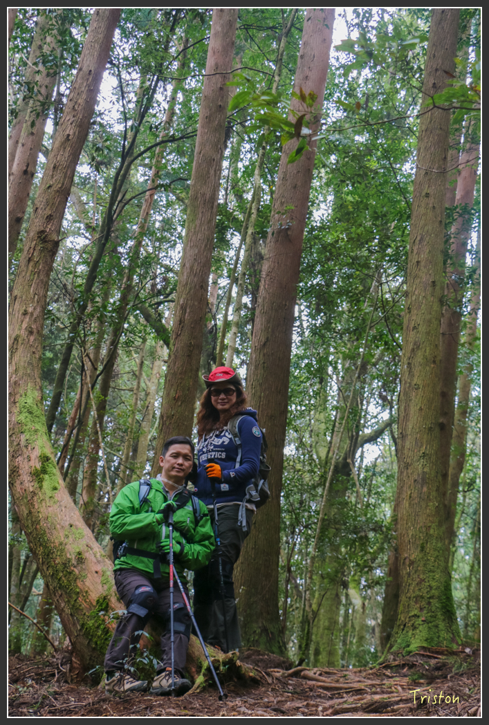 IMG_3480.jpg - 20160227 觀霧森林步道