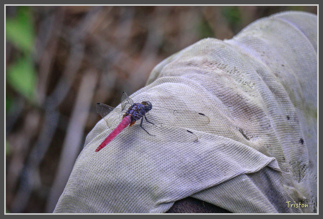 _MG_9210.jpg - 20160717 峰老師夜觀