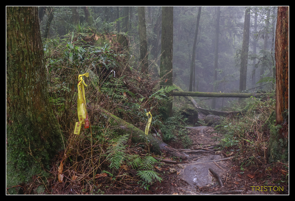 _MG_0139.jpg - 20170723 水漾森林