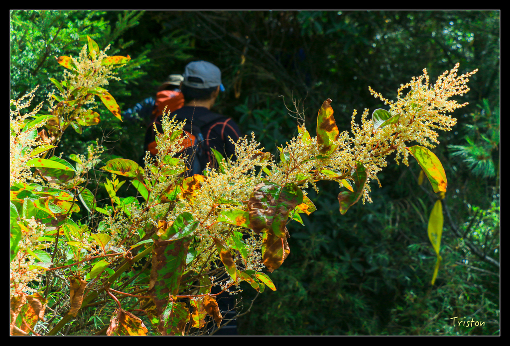 IMG_8618.jpg - 20151017 郡大林道、望鄉山、郡大山