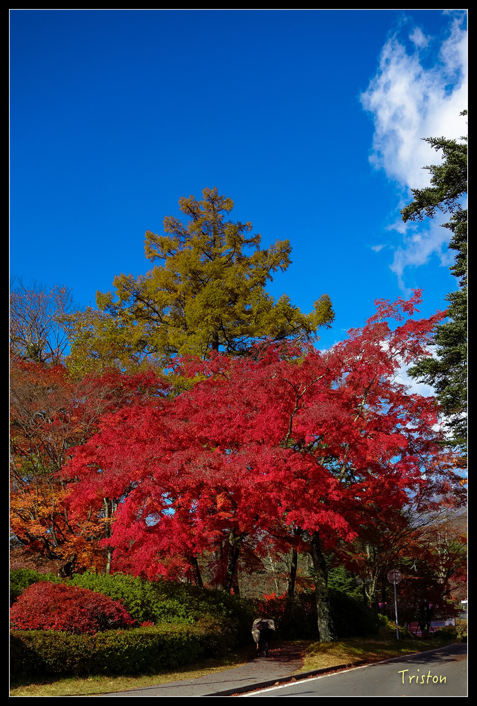 DSC00269.jpg - 20151031 秋天的童話-貴婦東京輕井澤紀行