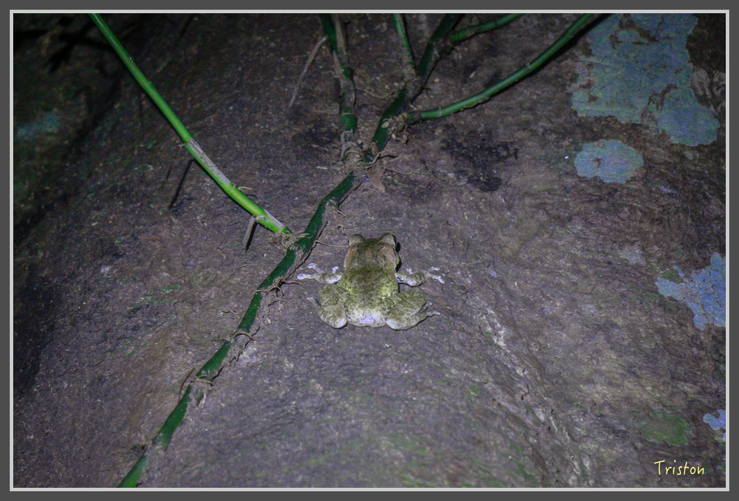 _MG_9359.jpg - 20160717 峰老師夜觀