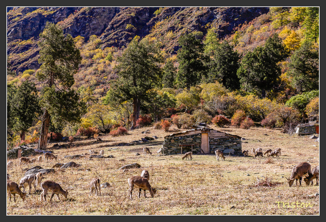 _MG_1886.jpg - 20161013 稻城亞丁