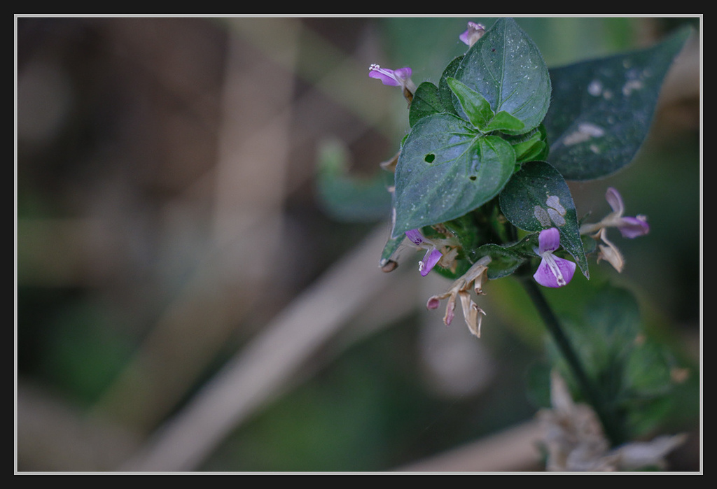 _MG_0011.jpg - 20170205 柴山盤榕雅座路線