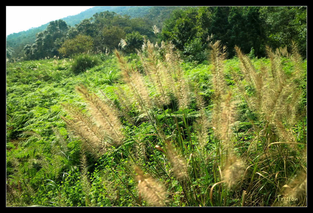 IMG_0548.jpg - 20151107 富士坪古道