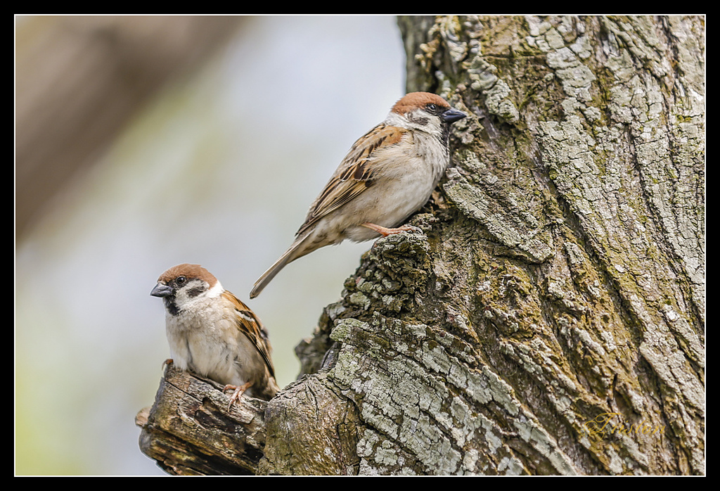 _H1A3085.jpg - 20170328 嘉義苦楝花隧道