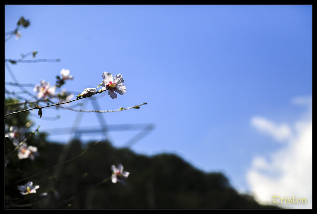 jh1a0045_15580047498_o.jpg - 20141111 屏東霧台 神山 一日來往輕旅行