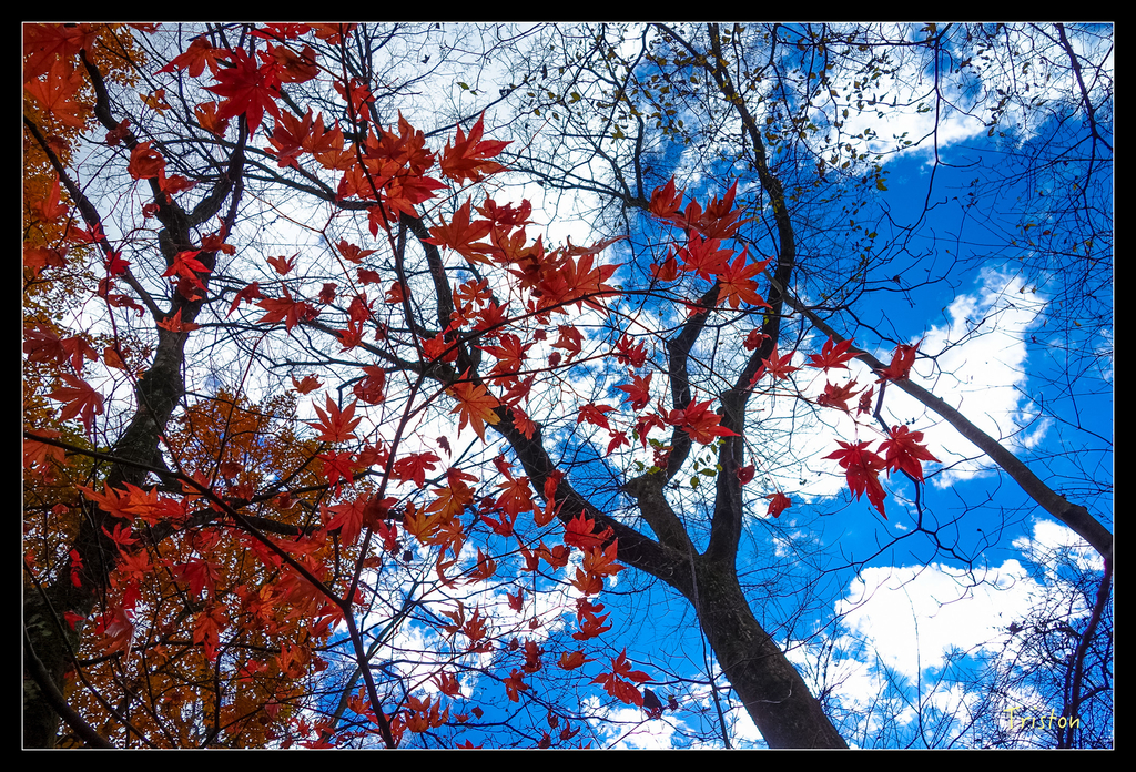 DSC00377.jpg - 20151031 秋天的童話-貴婦東京輕井澤紀行