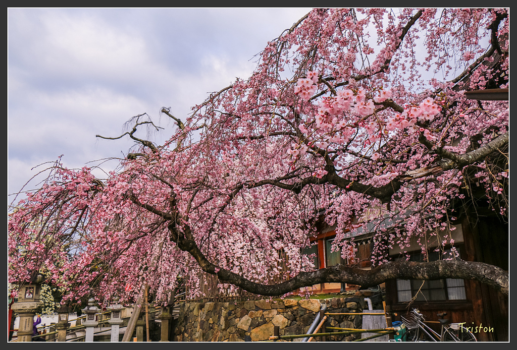 IMG_4304.jpg - 20160323 日本熊野古道健行