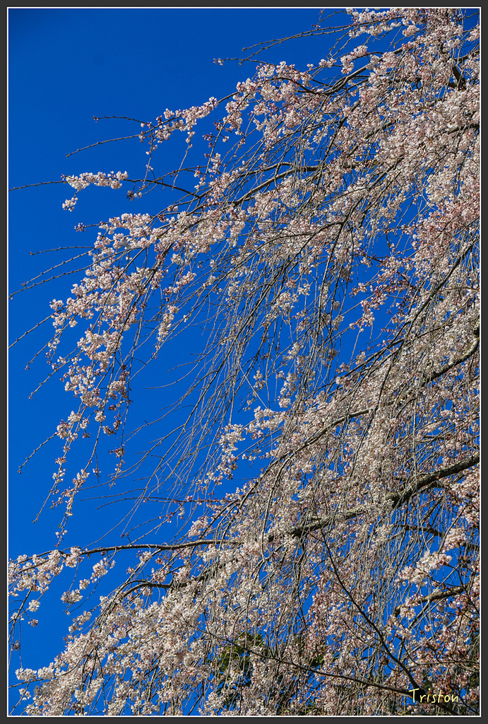 IMG_4887.jpg - 20160323 日本熊野古道健行