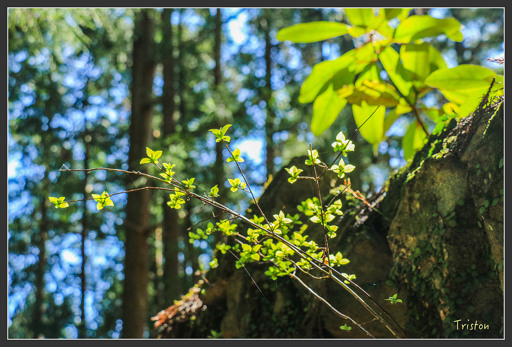 IMG_5162.jpg - 20160323 日本熊野古道健行