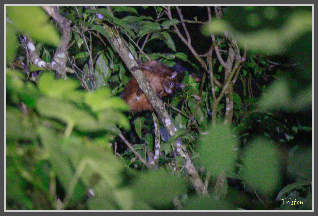 _MG_9261.jpg - 20160717 峰老師夜觀