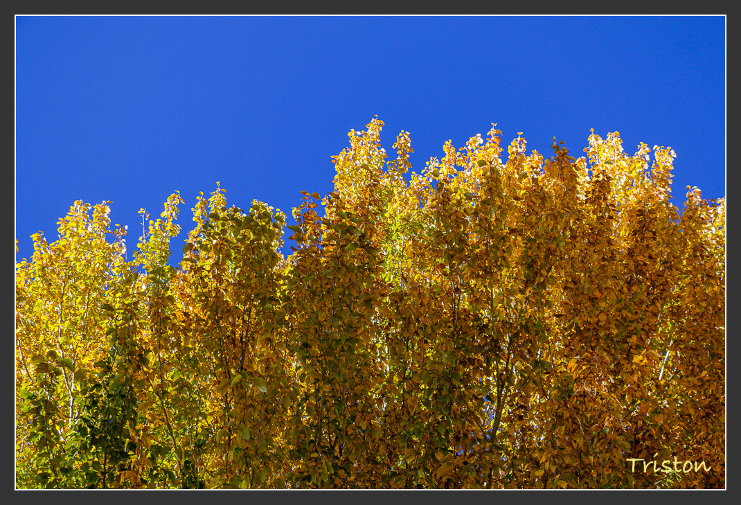 _MG_2368.jpg - 20161013 稻城亞丁