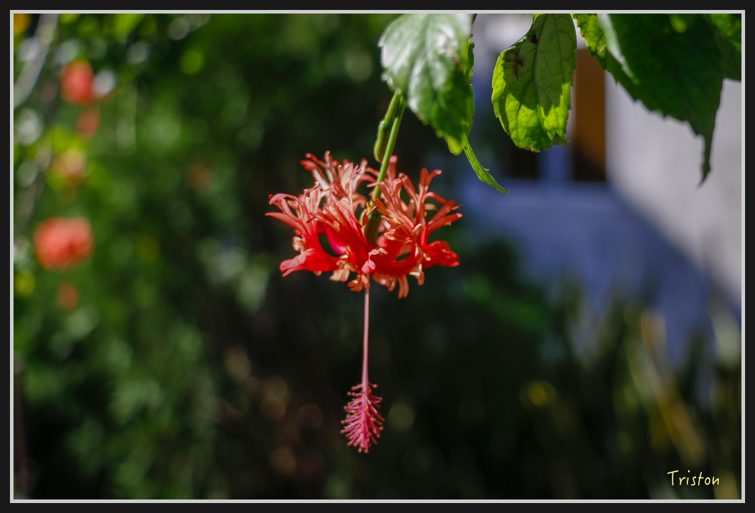 0031.jpg - 20170107 香港健行