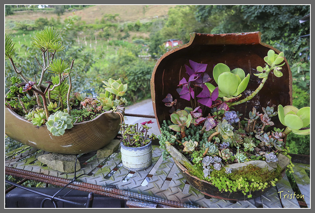 IMG_2261.jpg - 20180802 樂野山芙蓉揉茶,阿將咖啡的家