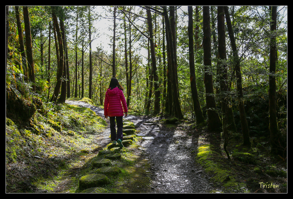 JH1A0143.jpg - 20151024~25 幾米公園、翠峰湖、翠峰山屋、望洋山步道、山毛櫸步道