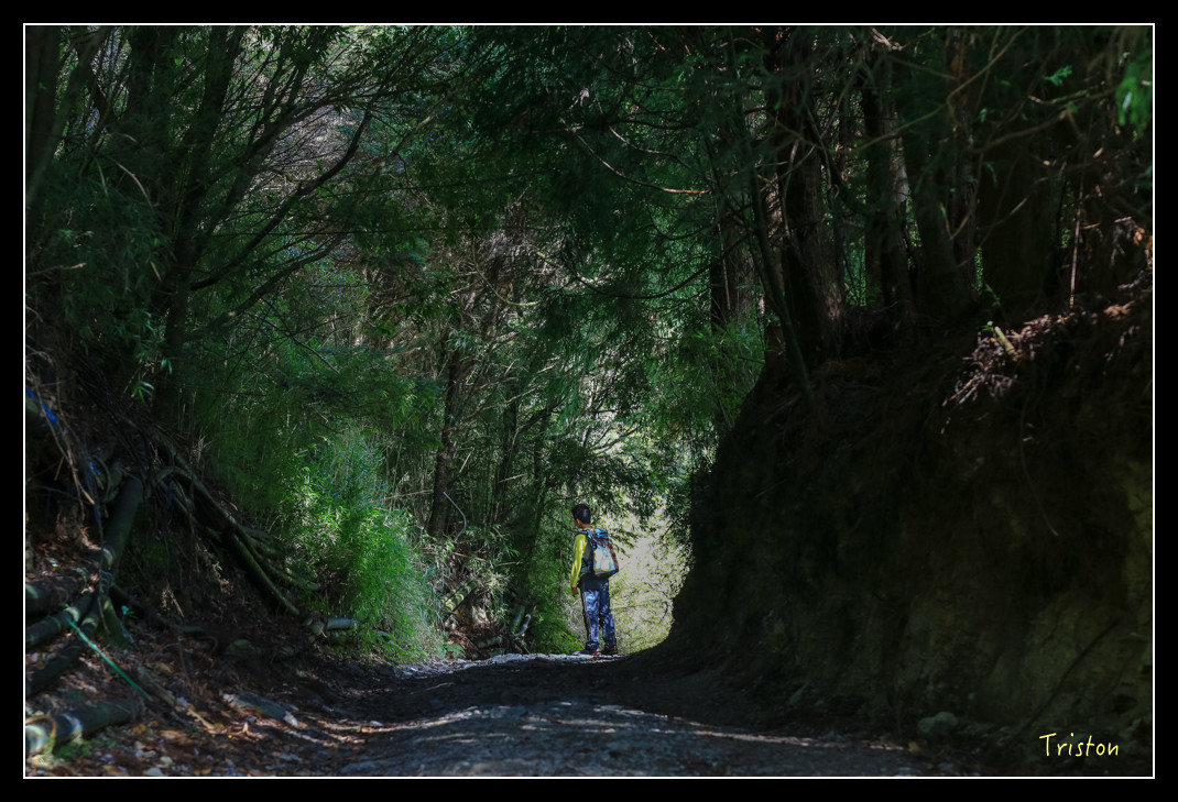 JH1A0652.jpg - 20151205 合歡溪步道、108K楓之谷