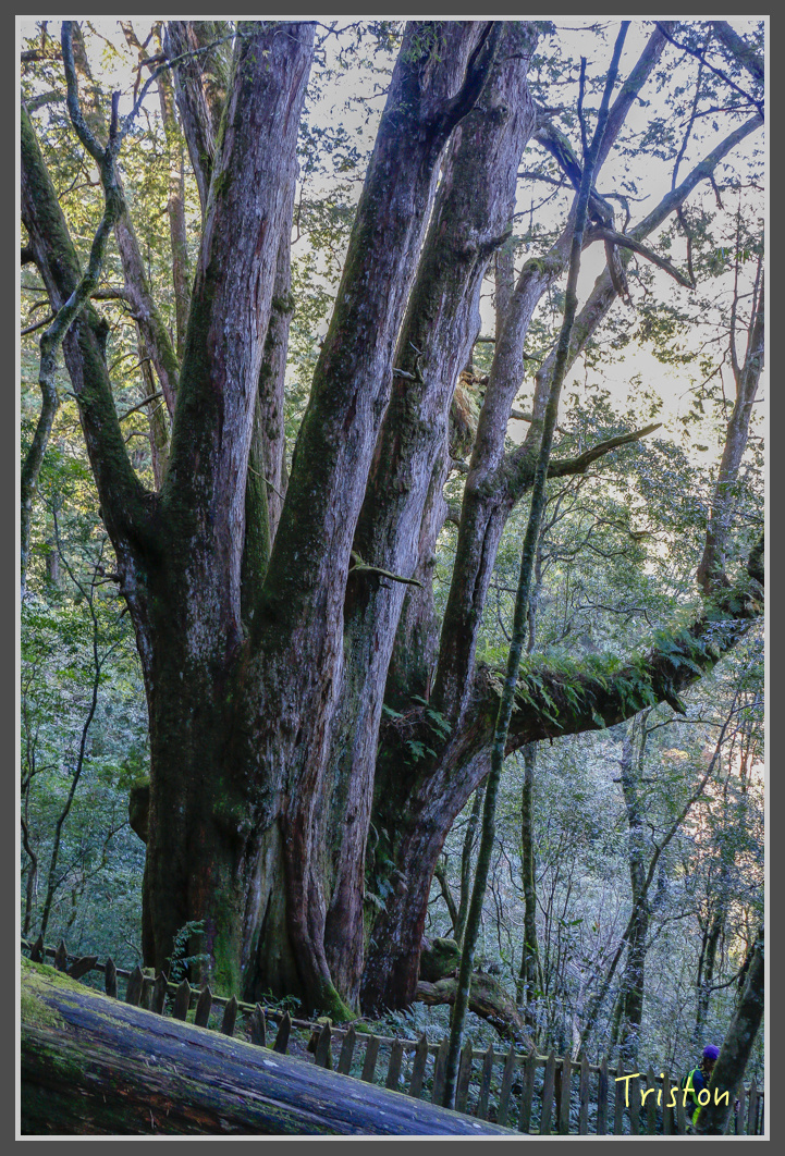 _MG_0263.jpg - 20161203 鎮西堡