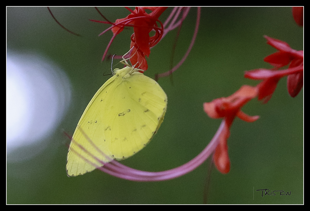 _MG_0102.jpg - 20170618 新化後山昆蟲微距