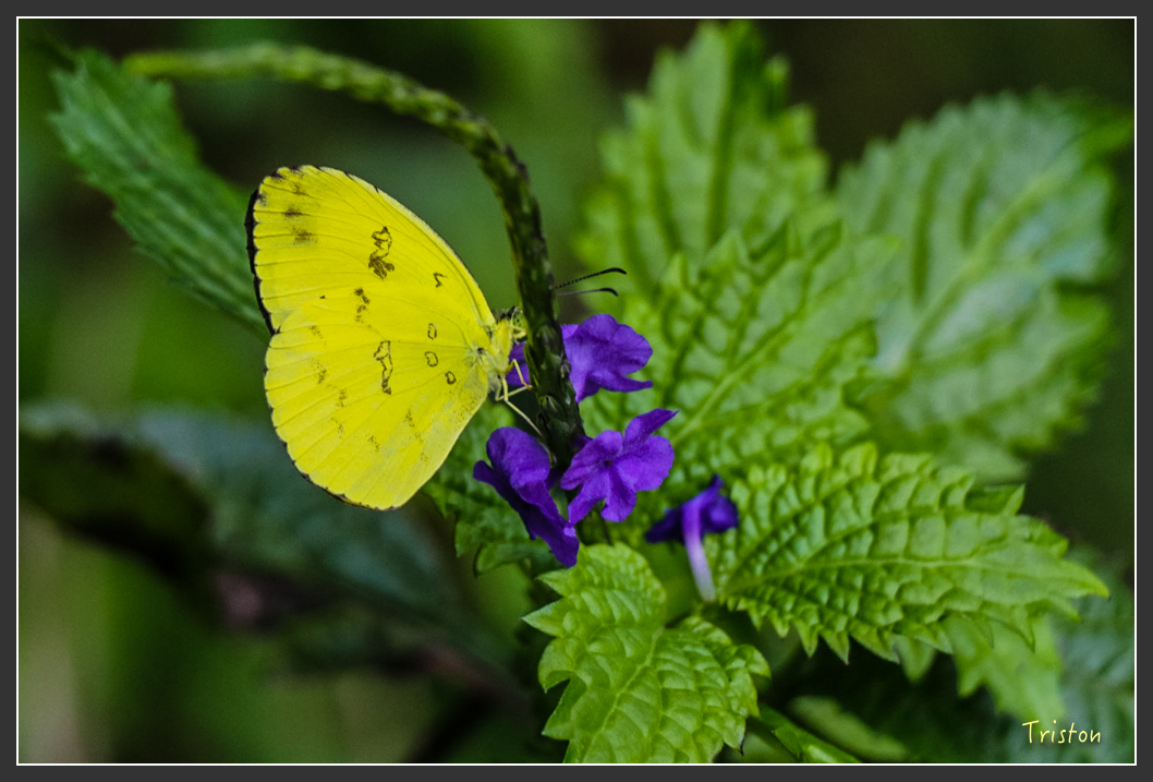 IMG_1524-2.jpg - 20160122 南仁湖、墾丁