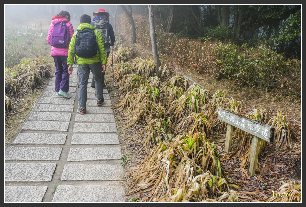 IMG_3437.jpg - 20160227 觀霧森林步道