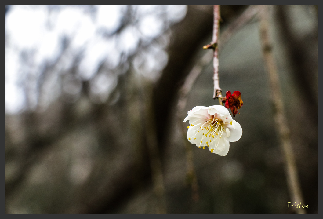 IMG_3504.jpg - 20160227 觀霧森林步道