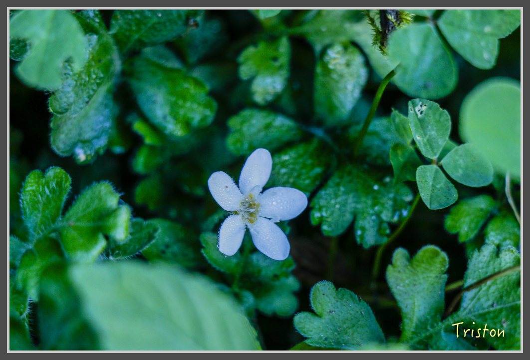 _MG_0433.jpg - 20161203 鎮西堡