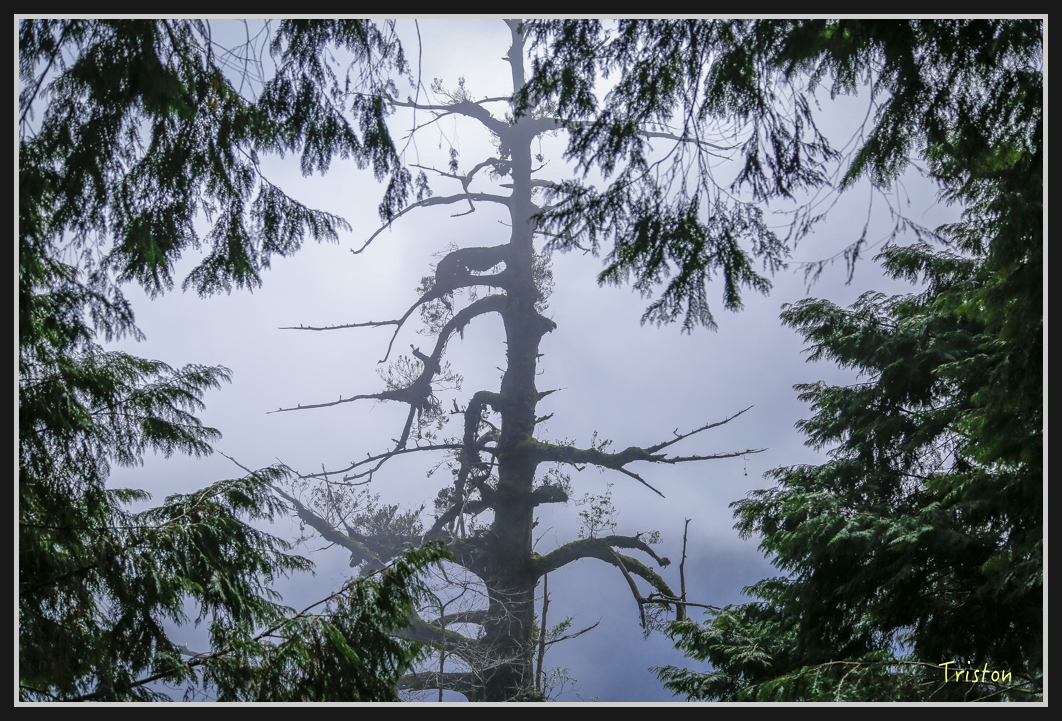 0084.jpg - 20161231 明池 神木園