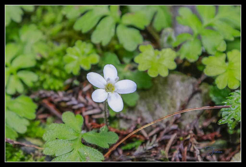 _H1A3641.jpg - 20170425 阿里山+圓潭螢火蟲