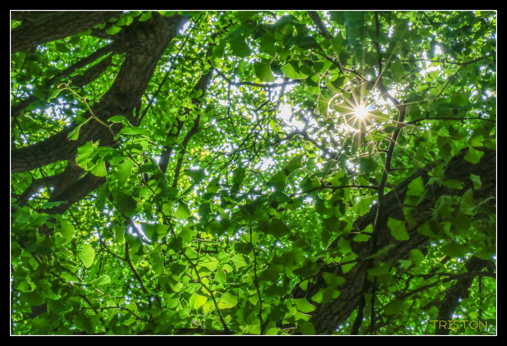 _MG_1816.jpg - 20170702 靜岡東海道之旅