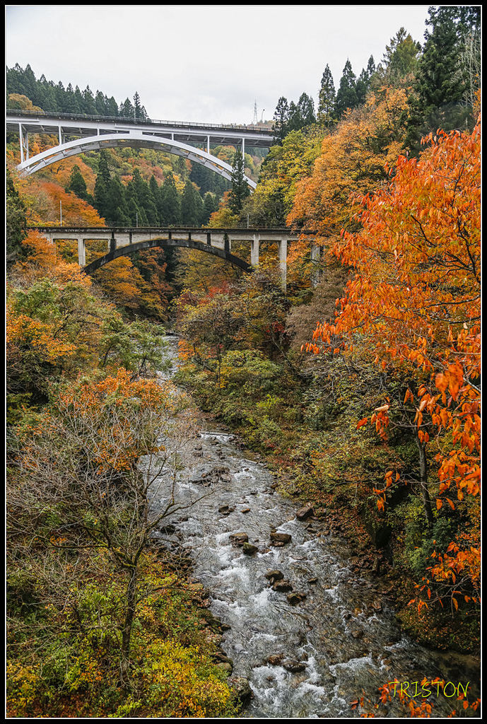 _H1A0679.jpg - 20171103 日本只見線、會津若松五色沼、昭和記念公園賞紅葉
