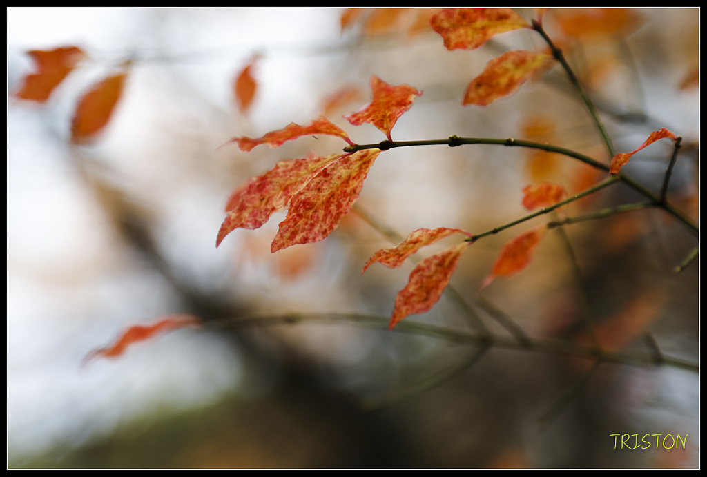 _H1A1182.jpg - 20171103 日本只見線、會津若松五色沼、昭和記念公園賞紅葉